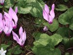 Wild_cyclamens.jpg