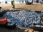 Sardine run3 2010.jpg