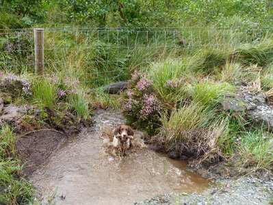 Ireland 0001-239.jpeg