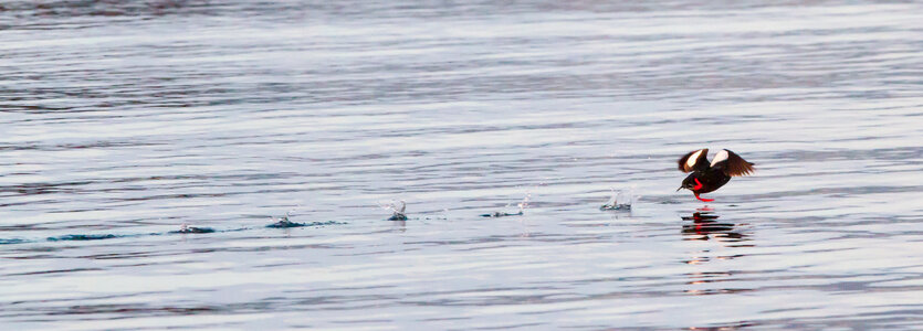 Garden Wildlife (1 of 5).jpg