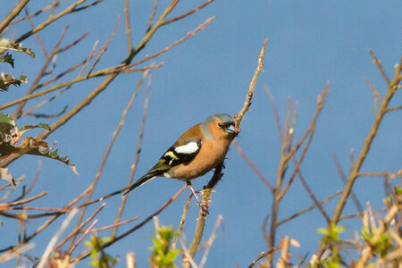 Garden Wildlife (2 of 5).jpg