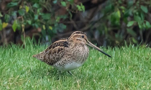 Garden Wildlife (3 of 5).jpg