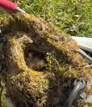 birds nest in trailer hitch.jpg