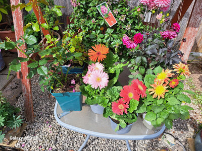 1688817510047.jpeg 1688817510047.jpeg