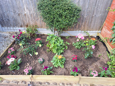 Flower garden.jpg Flower garden.jpg