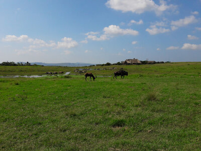 Rhino and wildebeest.jpg Rhino and wildebeest.jpg