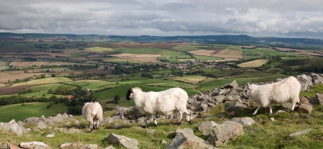 NH 4 (Medium).jpg NH 4 (Medium).jpg