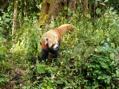 Bhutan 2 Nov 2015, 10-41 11 Nov 2015, 14-21.jpeg Bhutan 2 Nov 2015, 10-41 11 Nov 2015, 14-21.jpeg