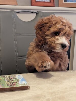 PXL_20250319_180353507 (2).jpg