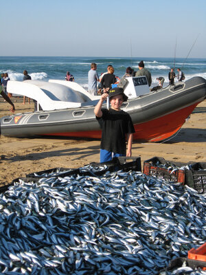 Vf -Austin - Sardine run.jpg