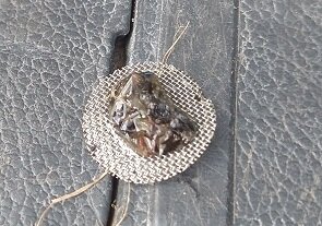 Gummed up strainer-001-s.jpg