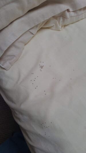 IMG-20250929-WA0001.jpeg