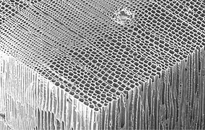 microscopic view of wood-001-s.jpg