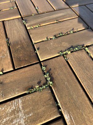 IMG_3816.jpeg IMG_3816.jpeg